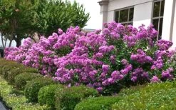 Early Bird Purple Crape Myrtle - 2 Gallon Pot -Shrub Plant Shop Crape Myrtle Early Bird Purple 2