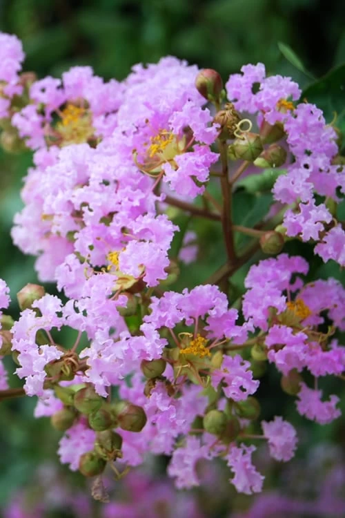 Muskogee Lavender Crape Myrtle - 3 Gallon Pot 1 Muskogee Lavender Crape Myrtle - 3 Gallon Pot