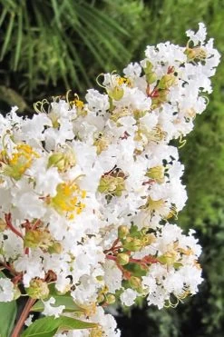 Natchez White Crape Myrtle - 6 Pack Of 1 Gallon Pots -Shrub Plant Shop Crape Myrtle Natchez 11 1