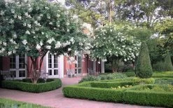 Natchez White Crape Myrtle - 6 Pack Of 1 Gallon Pots -Shrub Plant Shop Crape Myrtle Natchez 13 1