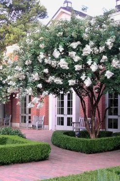 Natchez White Crape Myrtle - 1 Gallon Pot -Shrub Plant Shop Crape Myrtle Natchez 14