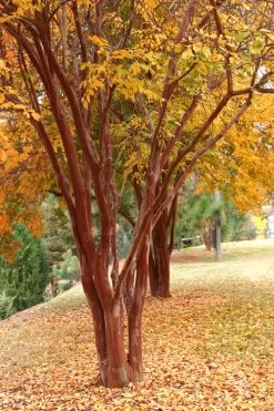 Natchez White Crape Myrtle - 1 Gallon Pot -Shrub Plant Shop Crape Myrtle Natchez 17