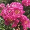 Pocomoke Dwarf Crape Myrtle - 3 Gallon Pot