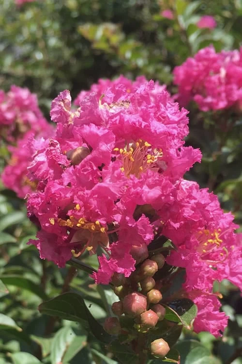 Pocomoke Dwarf Crape Myrtle - 3 Gallon Pot 1 Pocomoke Dwarf Crape Myrtle - 3 Gallon Pot