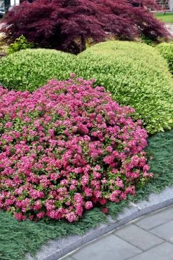 Pocomoke Dwarf Crape Myrtle - 1 Gallon Pot -Shrub Plant Shop Crape Myrtle Pocomoke 27 1