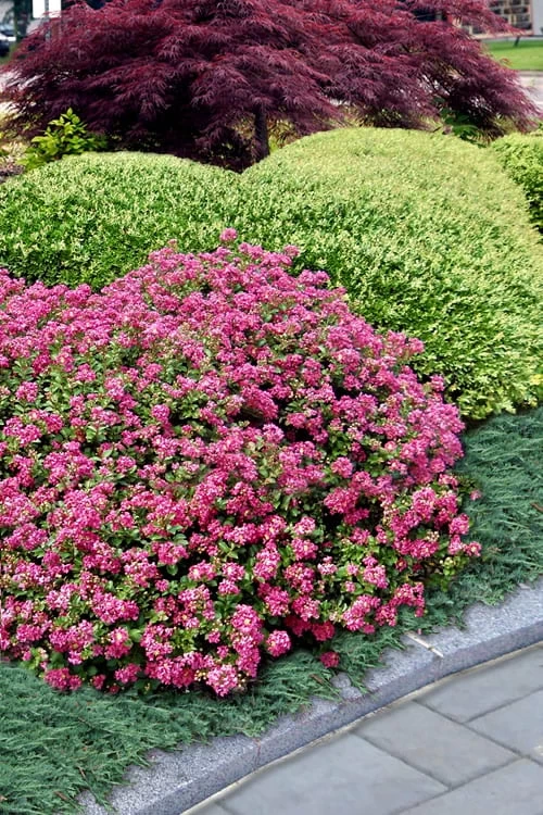 Pocomoke Dwarf Crape Myrtle - 3 Gallon Pot 4 Pocomoke Dwarf Crape Myrtle - 3 Gallon Pot - Image 4