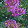 Purple Cow Crape Myrtle - 2 Gallon Pot