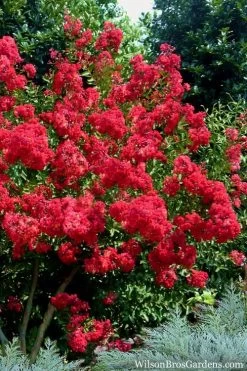Red Rocket Crape Myrtle - 6 Pack Of 1 Gallon Pots 8 Red Rocket Crape Myrtle - 6 Pack Of 1 Gallon Pots -Shrub Plant Shop Crape Myrtle Red Rocket 7