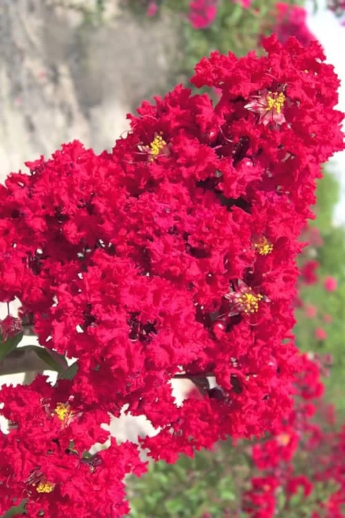 Red Rocket Crape Myrtle - 6 Pack Of 1 Gallon Pots 1 Red Rocket Crape Myrtle - 6 Pack Of 1 Gallon Pots