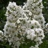 Sarah's Favorite Crape Myrtle - 7 Gallon Pot (5-6')