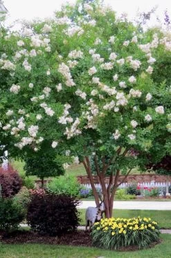 Sarah's Favorite Crape Myrtle - 5 Gallon Pot -Shrub Plant Shop Crape Myrtle Sarahs Favorite 8 2