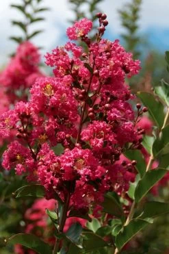 Tonto Red Crape Myrtle - 1 Gallon Pot -Shrub Plant Shop Crape Myrtle Tonto 10 1