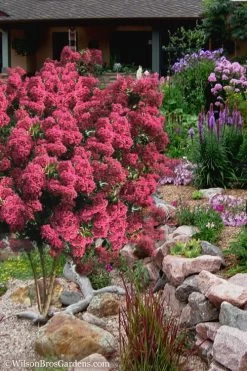 Tonto Red Crape Myrtle - 1 Gallon Pot -Shrub Plant Shop Crape Myrtle Tonto 13