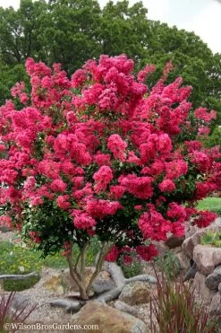 Tonto Red Crape Myrtle - 1 Gallon Pot
