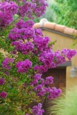 Zuni Purple Crape Myrtle - 6 Pack 1 Gallon Pots -Shrub Plant Shop Crape Myrtle Zuni 2