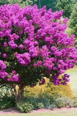 Zuni Purple Crape Myrtle - 6 Pack 1 Gallon Pots -Shrub Plant Shop Crape Myrtle Zuni 4