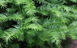 Creeping Japanese Plum Yew (Cephalotaxus Harringtonia 'Prostrata') - 6 Pack Of 2.5 Quart Pots -Shrub Plant Shop Creeping japanese Plum Yew 1 1