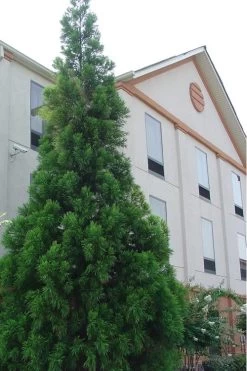 Radicans Cryptomeria (Japanese Cedar) - 7 Gallon Pot (3-4') -Shrub Plant Shop Cryptomeria Radicans 1 500x750 1