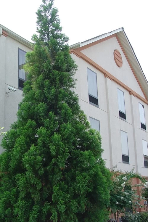 Radicans Cryptomeria (Japanese Cedar) - 1 Gallon Pot 6 Radicans Cryptomeria (Japanese Cedar) - 1 Gallon Pot - Image 6