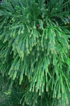Radicans Cryptomeria (Japanese Cedar) - 7 Gallon Pot (3-4') -Shrub Plant Shop Cryptomeria Radicans Foliage 500x750 1