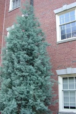 Blue Ice Arizona Cypress - 7 Gallon Pot (4-5') -Shrub Plant Shop Cypress Blue Ice Rev 500x750 1