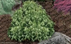 Marie's White Dwarf Hinoki Cypress - Chamaecyparis Obtusa 'Mariesii - 1 Gallon Pot -Shrub Plant Shop Cypress Hinoki Mariessii 11
