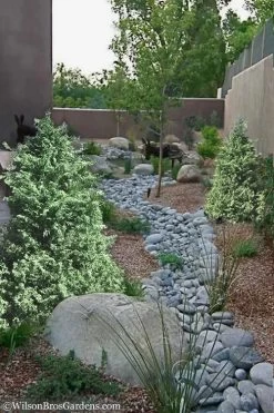 Marie's White Dwarf Hinoki Cypress - Chamaecyparis Obtusa 'Mariesii - 5 Gallon Pot -Shrub Plant Shop Cypress Hinoki Mariessii 12 1