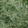 Marie's White Dwarf Hinoki Cypress - Chamaecyparis Obtusa 'Mariesii - 1 Gallon Pot