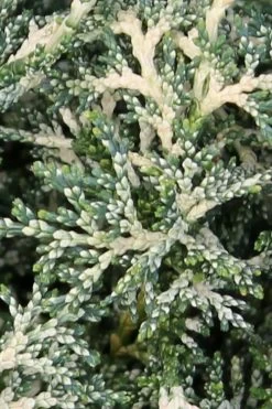 Marie's White Dwarf Hinoki Cypress - Chamaecyparis Obtusa 'Mariesii - 5 Gallon Pot -Shrub Plant Shop Cypress Hinoki Mariessii 5 1