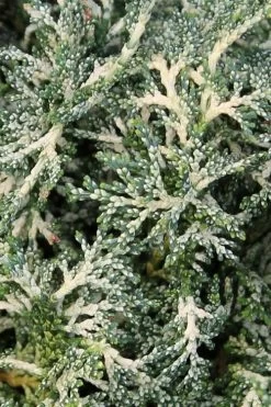 Marie's White Dwarf Hinoki Cypress - Chamaecyparis Obtusa 'Mariesii - 1 Gallon Pot -Shrub Plant Shop Cypress Hinoki Mariessii 6