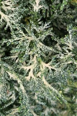 Marie's White Dwarf Hinoki Cypress - Chamaecyparis Obtusa 'Mariesii - 5 Gallon Pot -Shrub Plant Shop Cypress Hinoki Mariessii 7 1