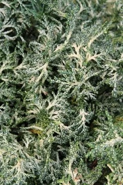 Marie's White Dwarf Hinoki Cypress - Chamaecyparis Obtusa 'Mariesii - 1 Gallon Pot -Shrub Plant Shop Cypress Hinoki Mariessii 8