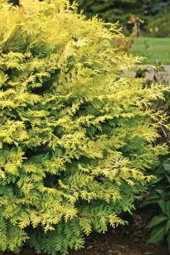 Elmwood Gold Globe Hinoki Cypress - 1 Gallon Pot 7 Elmwood Gold Globe Hinoki Cypress - 1 Gallon Pot -Shrub Plant Shop Cypress Hinoki Night Light 1