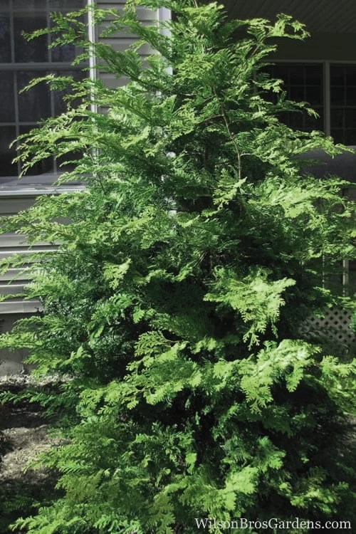 Southern Lace Hinoki Cypress - 1 Gallon Pot 1 Southern Lace Hinoki Cypress - 1 Gallon Pot