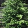 Southern Lace Hinoki Cypress - 7 Gallon Pot (4-5')