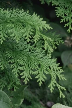 Southern Lace Hinoki Cypress - 1 Gallon Pot 7 Southern Lace Hinoki Cypress - 1 Gallon Pot -Shrub Plant Shop Cypress Hinoki Southern Lace 13 1