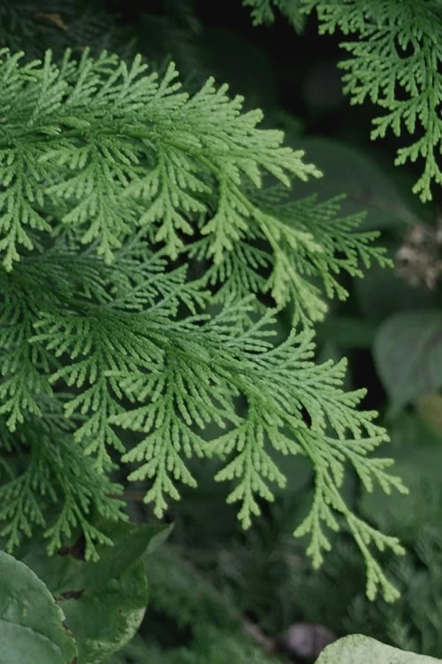 Southern Lace Hinoki Cypress - 1 Gallon Pot 4 Southern Lace Hinoki Cypress - 1 Gallon Pot - Image 4