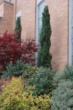 Italian Cypress - 6 Pack Of 1 Gallon Pots -Shrub Plant Shop Cypress Italian 10