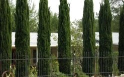 Italian Cypress - 6 Pack Of 1 Gallon Pots -Shrub Plant Shop Cypress Italian 3