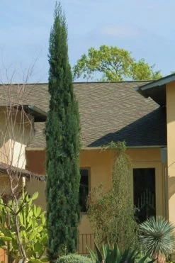 Italian Cypress - 6 Pack Of 1 Gallon Pots