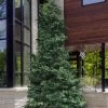 Slender Hinoki Cypress - 7 Gallon Pot (2-3')