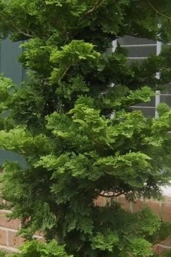 Slender Hinoki Cypress - 1 Gallon Pot -Shrub Plant Shop Cypress Slender Hinoki 19