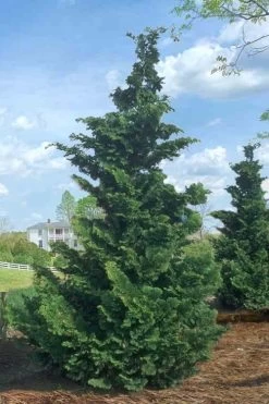 Slender Hinoki Cypress - 1 Gallon Pot -Shrub Plant Shop Cypress Slender Hinoki Rev 500x750 1