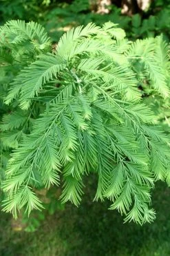 Miss Grace Weeping Dawn Redwood Tree (Metasequoia) - 3 Gallon Pot 9 Miss Grace Weeping Dawn Redwood Tree (Metasequoia) - 3 Gallon Pot -Shrub Plant Shop Dawn Redwood 3