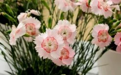 Georgia Peach Pie Dianthus - 1 Gallon Pot -Shrub Plant Shop Dianthus Georgia Peach 13