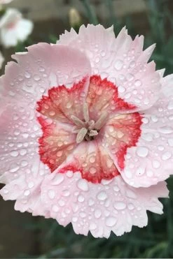 Georgia Peach Pie Dianthus - 1 Gallon Pot -Shrub Plant Shop Dinathus Georgia Peach Pie 10
