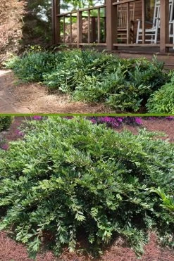 Vintage Jade Evergreen Witch Hazel (Distylium) - 3 Gallon Pot