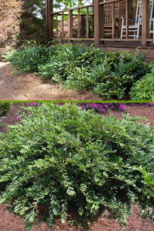 Vintage Jade Evergreen Witch Hazel (Distylium) - 3 Gallon Pot 1 Vintage Jade Evergreen Witch Hazel (Distylium) - 3 Gallon Pot