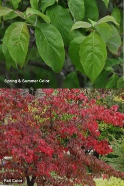 Cherokee Brave Red Dogwood Tree - Cornus Florida - 3 Gallon Pot -Shrub Plant Shop Dogwood Cherokee Chief 7
