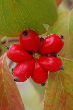 Cherokee Brave Red Dogwood Tree - Cornus Florida - 3 Gallon Pot -Shrub Plant Shop Dogwood Cherokee Chief 8